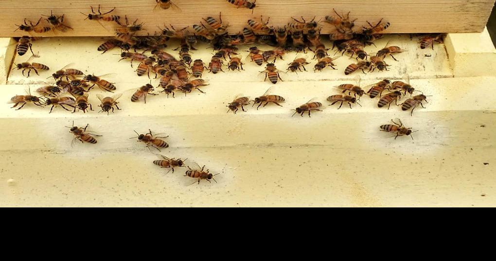 CREATING A BUZZ New Albany beekeepers one of few breeders in the area