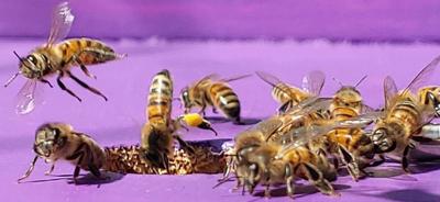 Castes Of Honey Bees – Honey Bee Research Centre