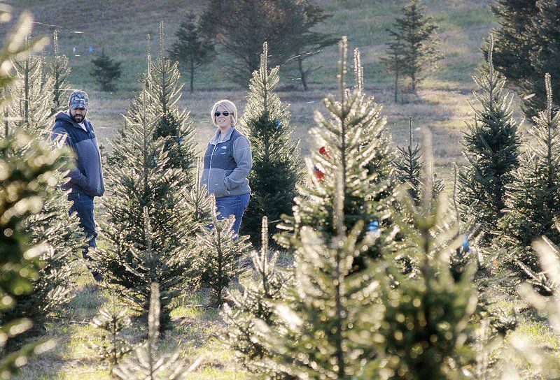 real christmas trees offer environmental benefits news real christmas trees offer environmental benefits news