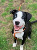 Pet of the Week: Lemon Cream Pie
