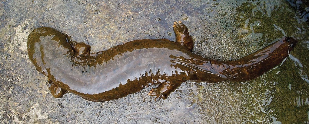 What's happening to the hellbender?, Clark County