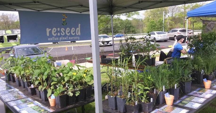 Pollinator Day buzzing with activity - Vimarsana News