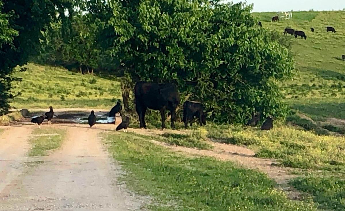 Black Vultures Wreaking Havoc In Southern Indiana News Newsandtribune Com