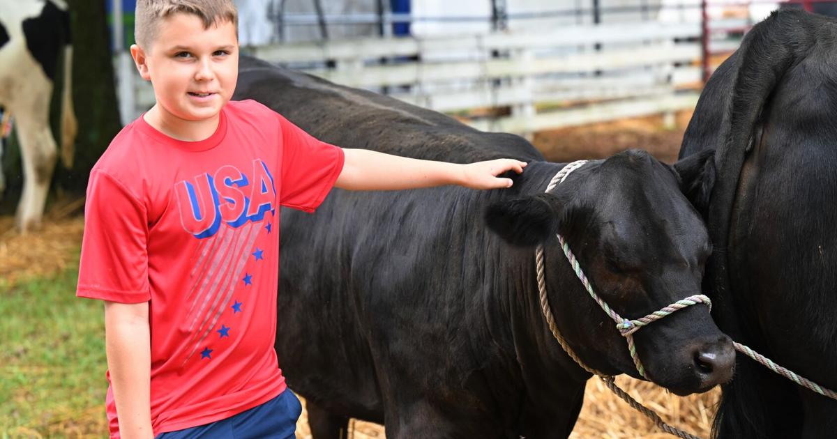 Clark County youth show off animals at county fair | News |  