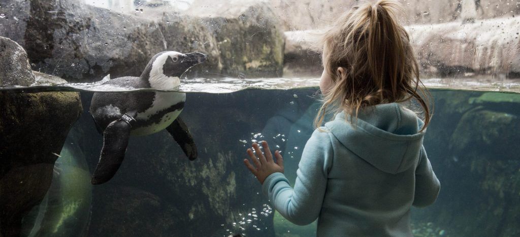 Two baby penguins born at the Adventure Aquarium