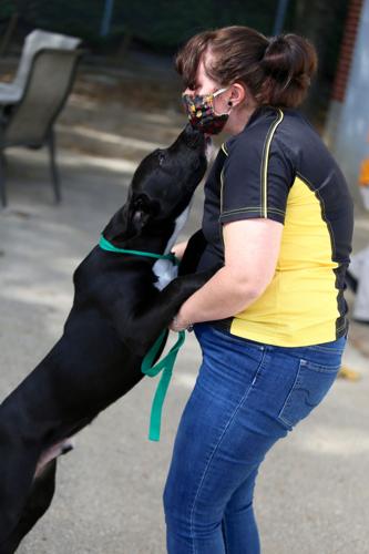 Funding dispute over New Albany-Floyd County Animal Shelter continues | News Funding dispute over New Albany-Floyd County Animal Shelter continues | News