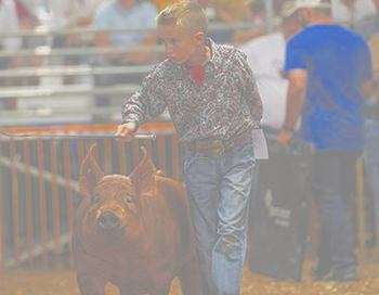 Swine barn state fair