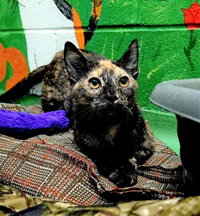 Pet of Week: Tagalong