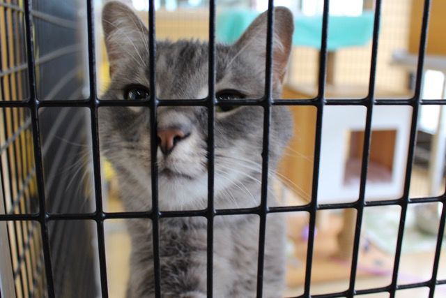 NAFC animal shelter reopens cat adoptions | Coronavirus 