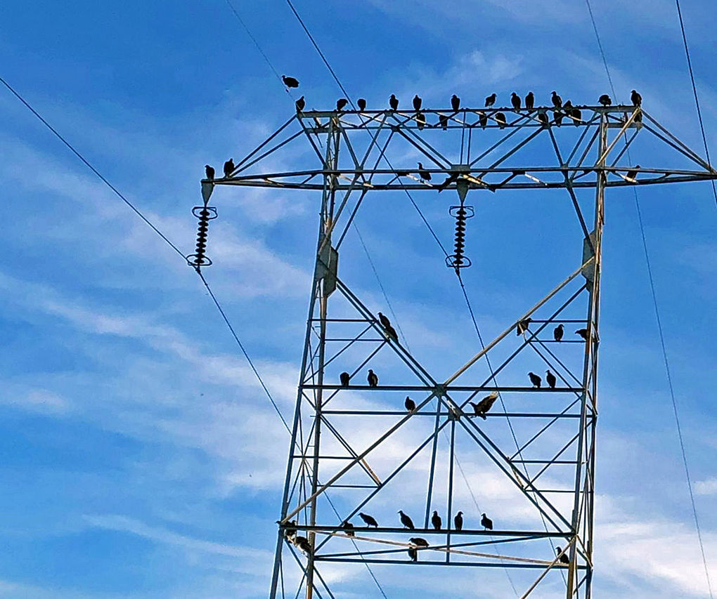 Black vultures wreaking havoc in Southern Indiana News