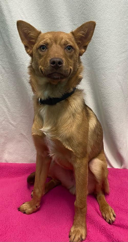 Pet of the Week: Meet Munchie