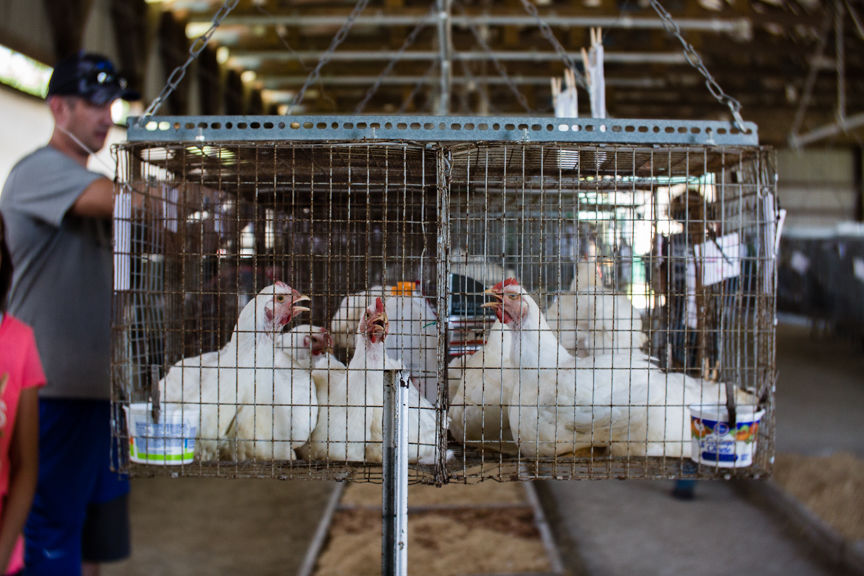 BIRDS OF A FEATHER: Clark County 4-H poultry barn full of feathers ...