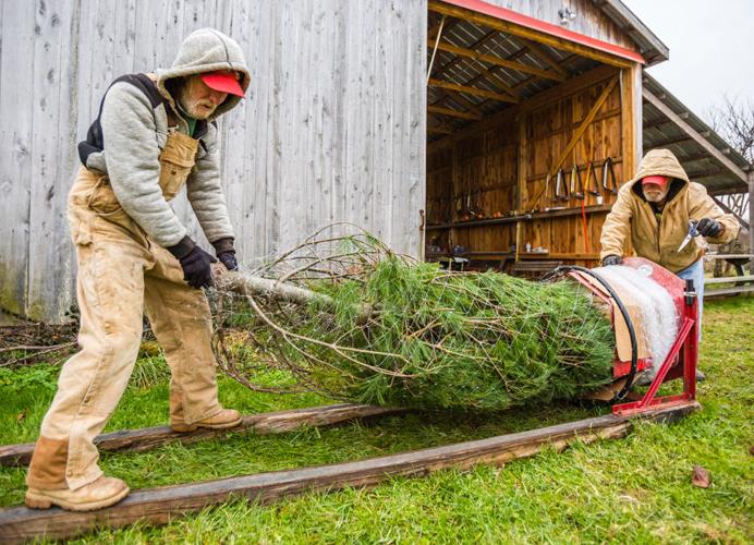 For six decades, the McCullerses have been selling Christmas trees in  Hillsborough