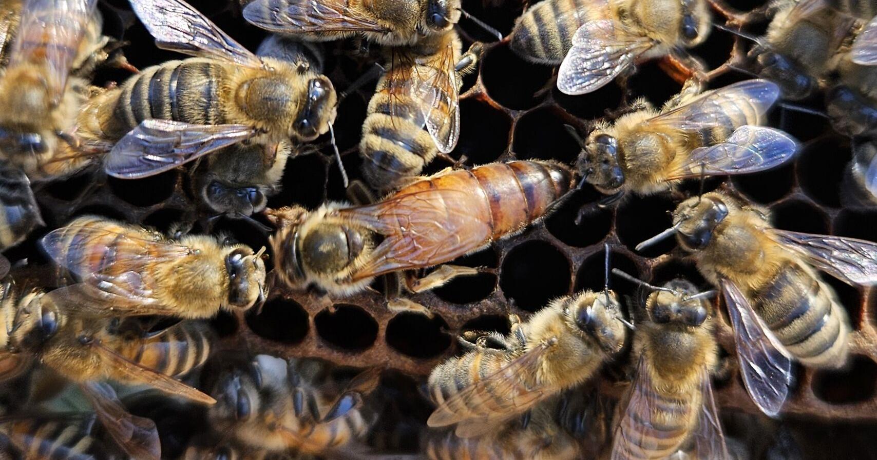PLAN BEE: The making of the queen - Vimarsana News