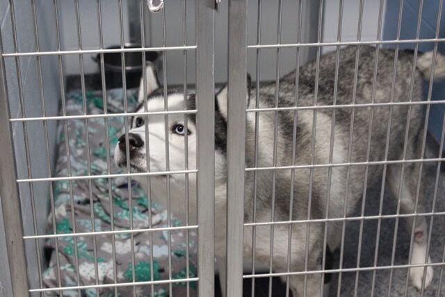 Jeffersonville Animal Shelter gets $ million renovation | News |  