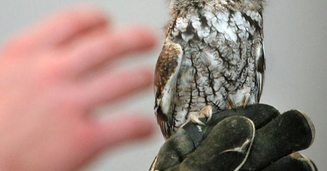 Raptor Day at the Falls will be Saturday, March 16 - Vimarsana News