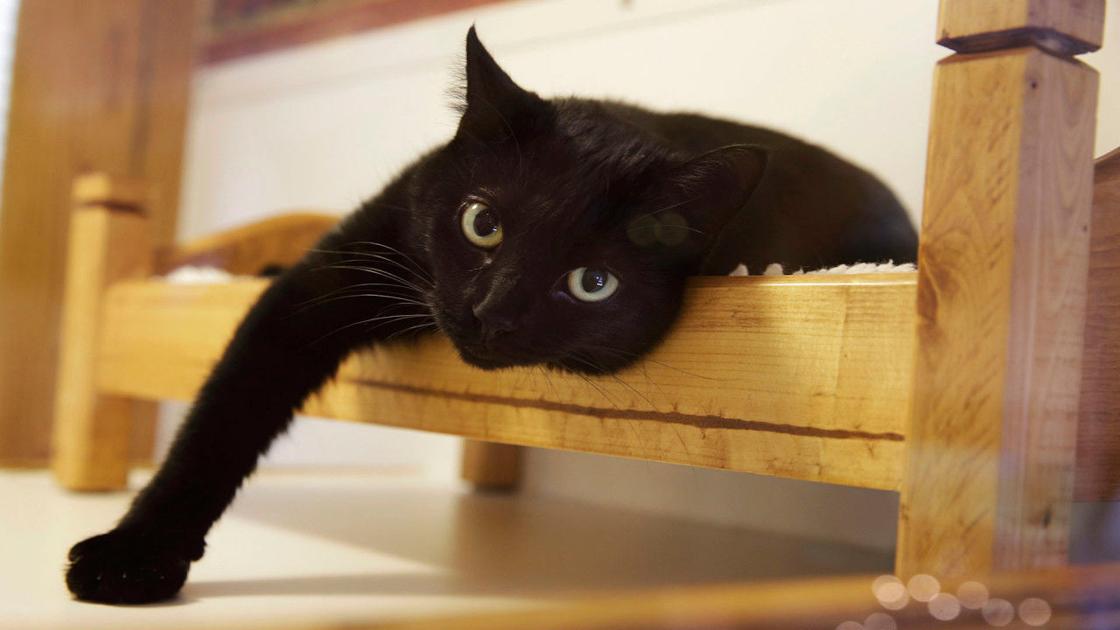 Cats Get Claw Some Protection In New York Don T Miss This Newsandtribune Com