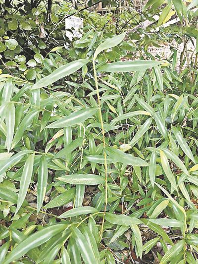 Anderson Japanese Stiltgrass A Prolific Invasive Species Opinion Newsandtribune Com