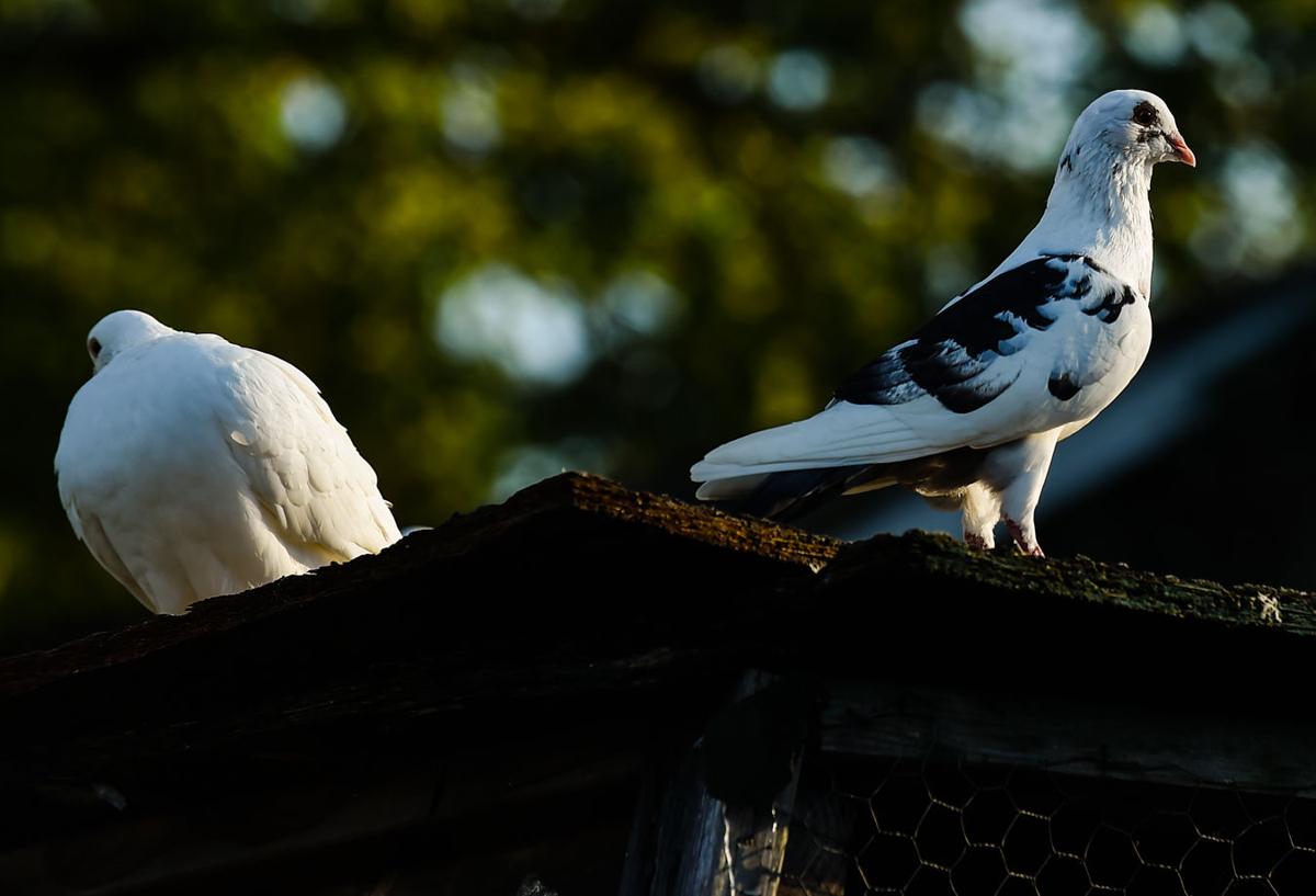 In this New Albany backyard, pigeons carry legacy News