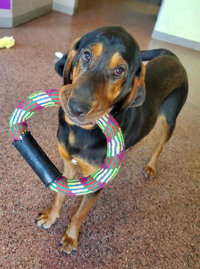 Pet of Week (9-12)Cosmo
