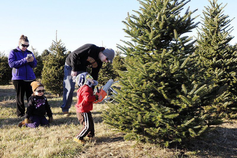 real christmas trees offer environmental benefits news real christmas trees offer environmental benefits news
