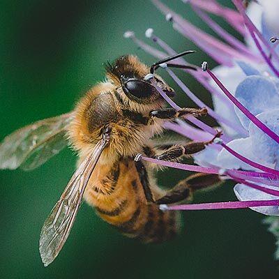 Honeybee facts | | newsandtribune.com