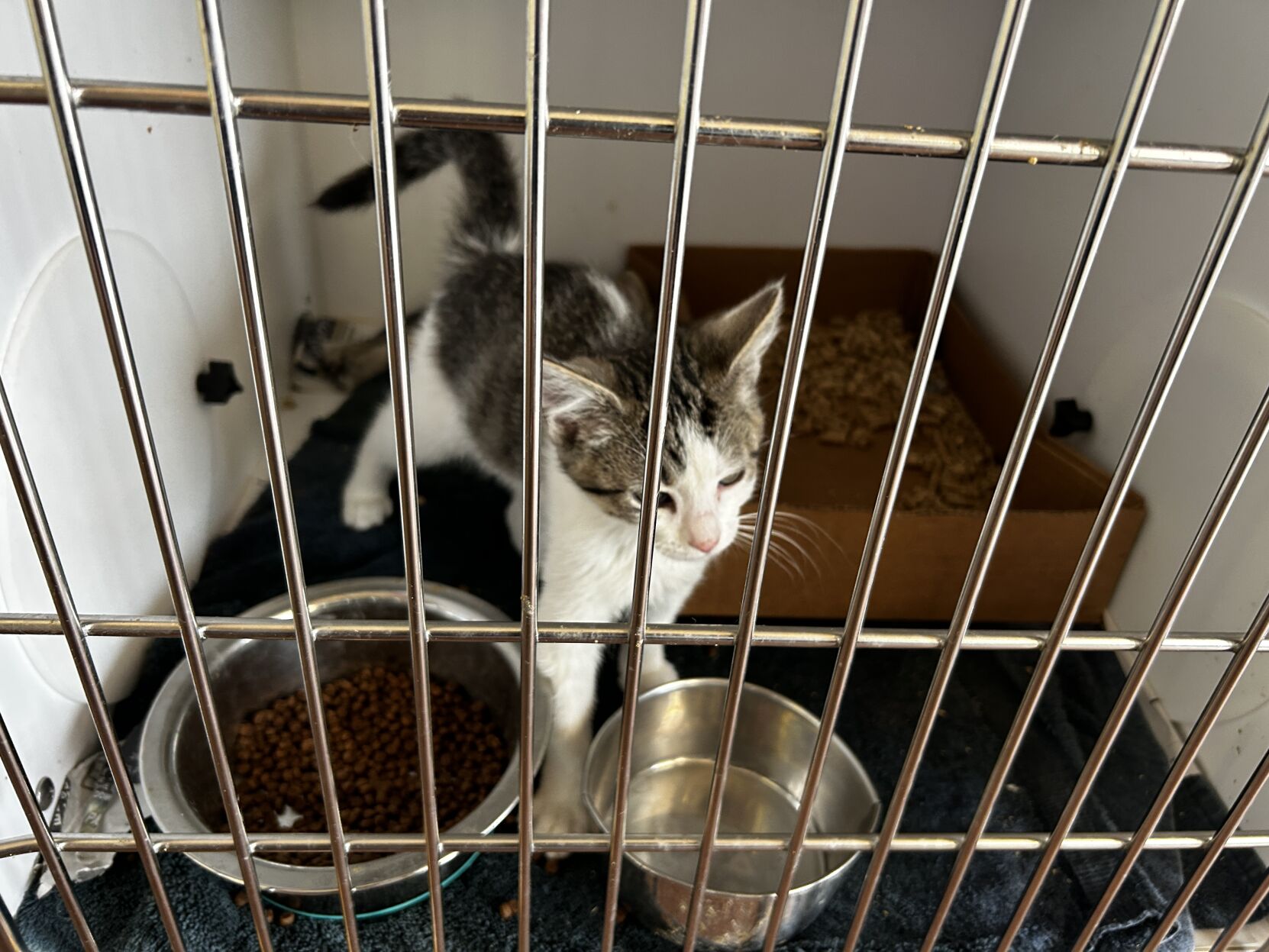 Floyd county animal sales shelter