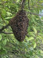 PLAN BEE: Swarm catchers