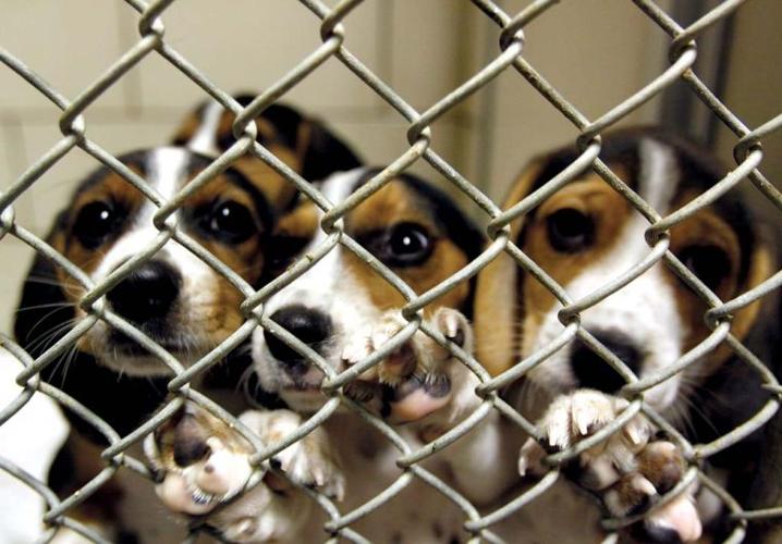 Hope for more dog days: Hoosier lawmaker vows to introduce bill to save  abandoned dogs from death | News 