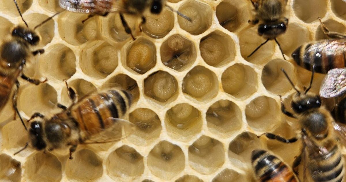 Bee Vip PLAN BEE: Patron saints of honey bees and beekeepers | News ...