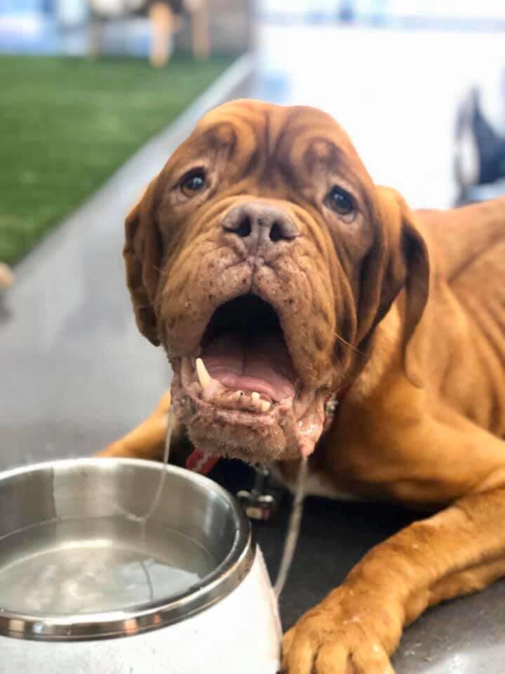 how much should a french mastiff eat