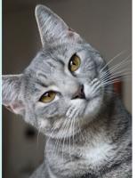 Pets of the Week: Adopt one, save two cats