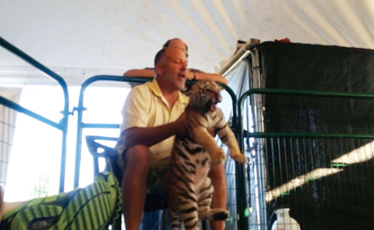 Peta Condemns Charlestown S Wildlife In Need Owner For Treatment Of Tiger Cub News Newsandtribune Com