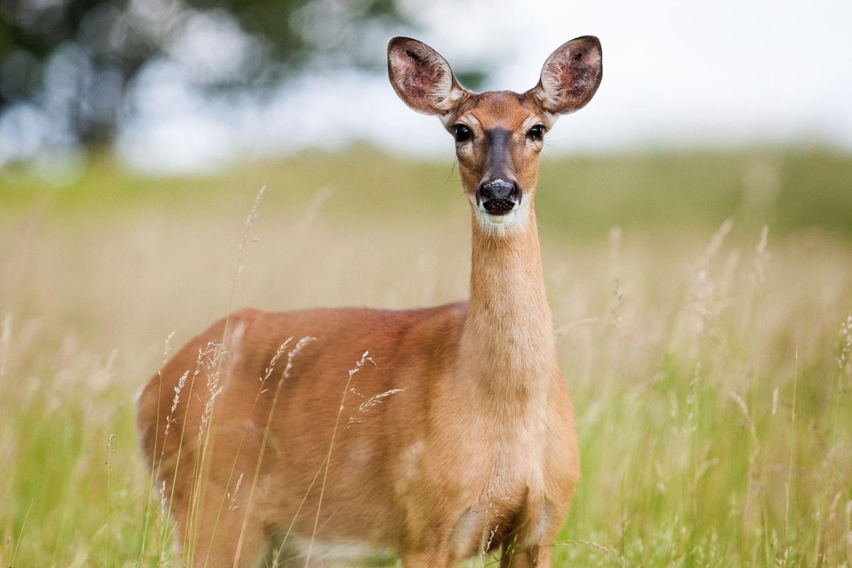 Examining deer hearing ability Lifestyle newsbug.info