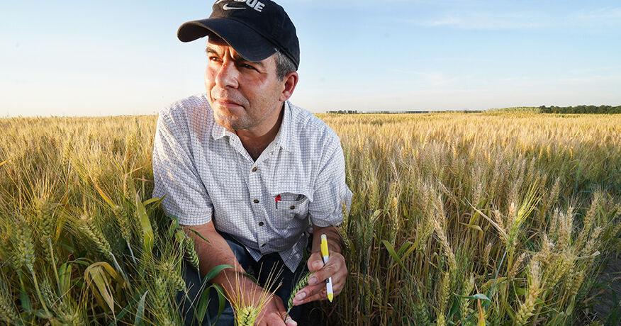 Novin AgriTech receives USDA grant to develop novel traits for wheat, accelerate trait integration