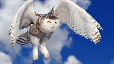 Snowy Owls Gliding Into Indiana Again This Winter Local
