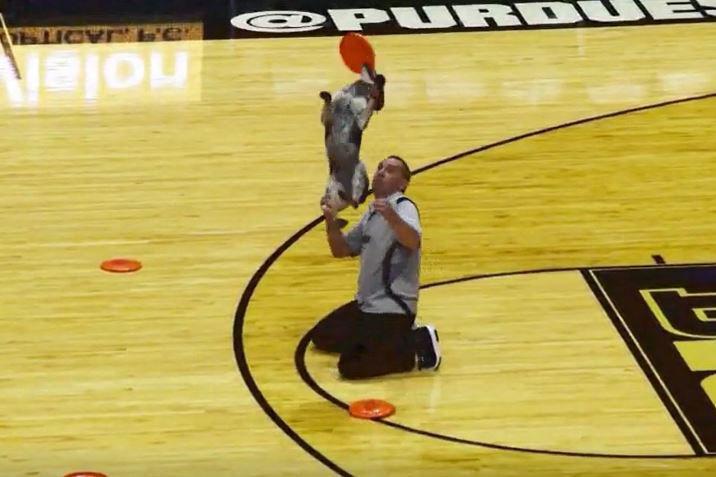 Video Acrobatic Rescue Dogs Perform At Purdue Michigan State