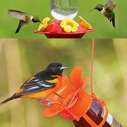 Baltimore Oriole — Madison Audubon