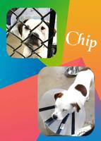Meet Chip!