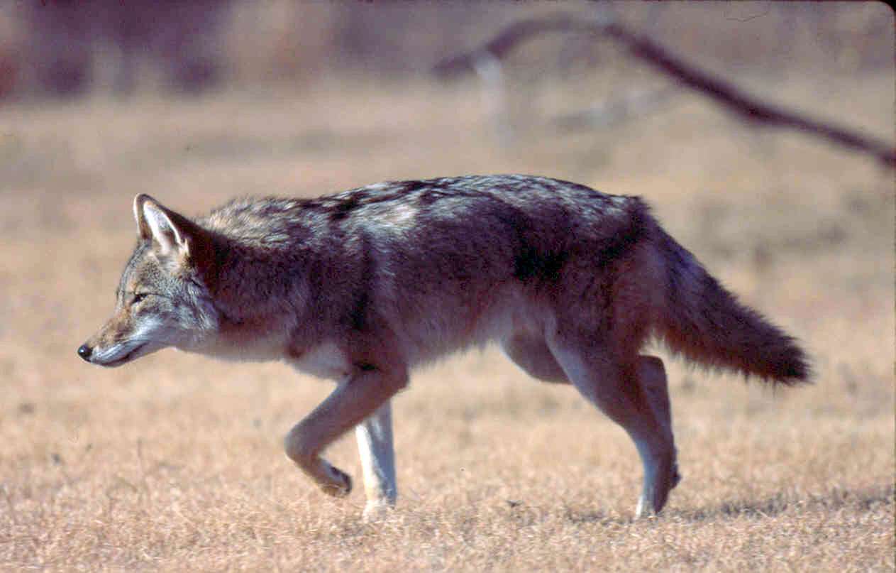 OUTDOORS WITH JOE MARTINO Now is the time to hunt coyotes