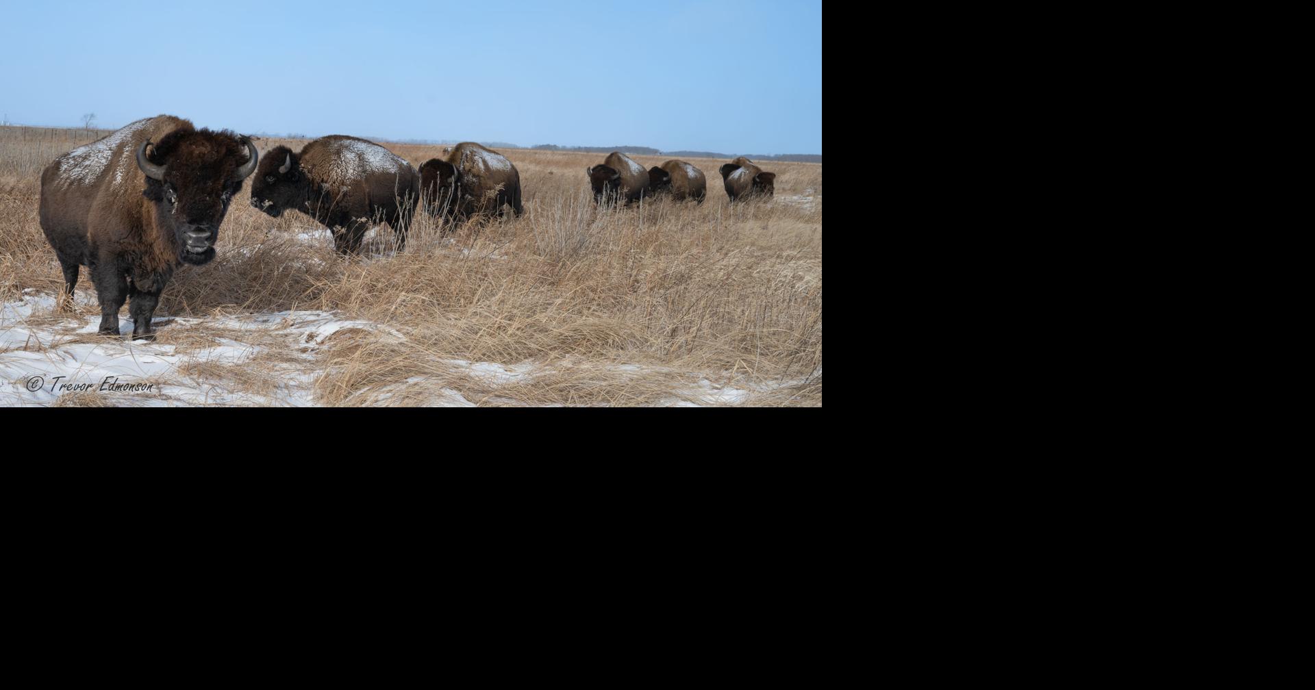 Indiana Nature Notes