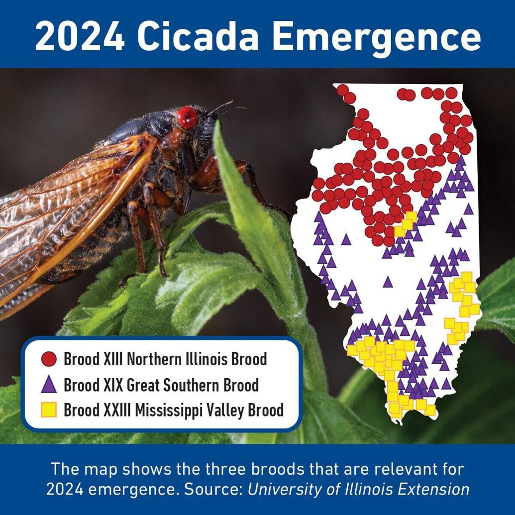 Rare cicada emergence expected this spring News newsbug.info