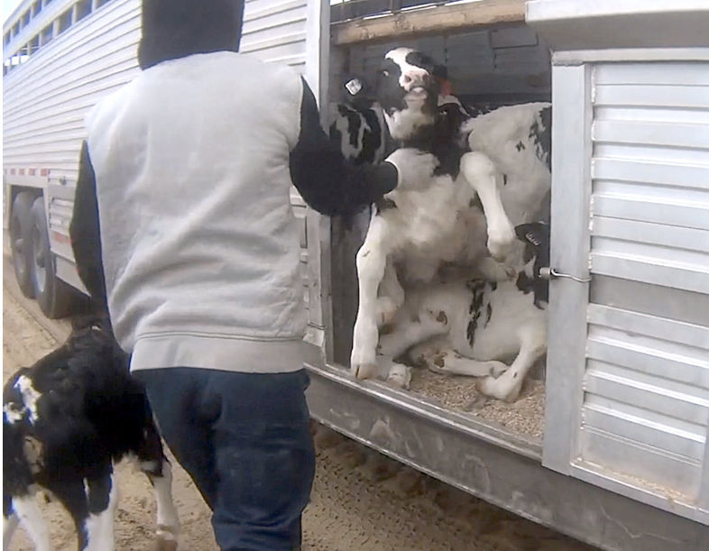 UPDATED: New info on charges of animal abuse at Fair Oaks Farms | News |  