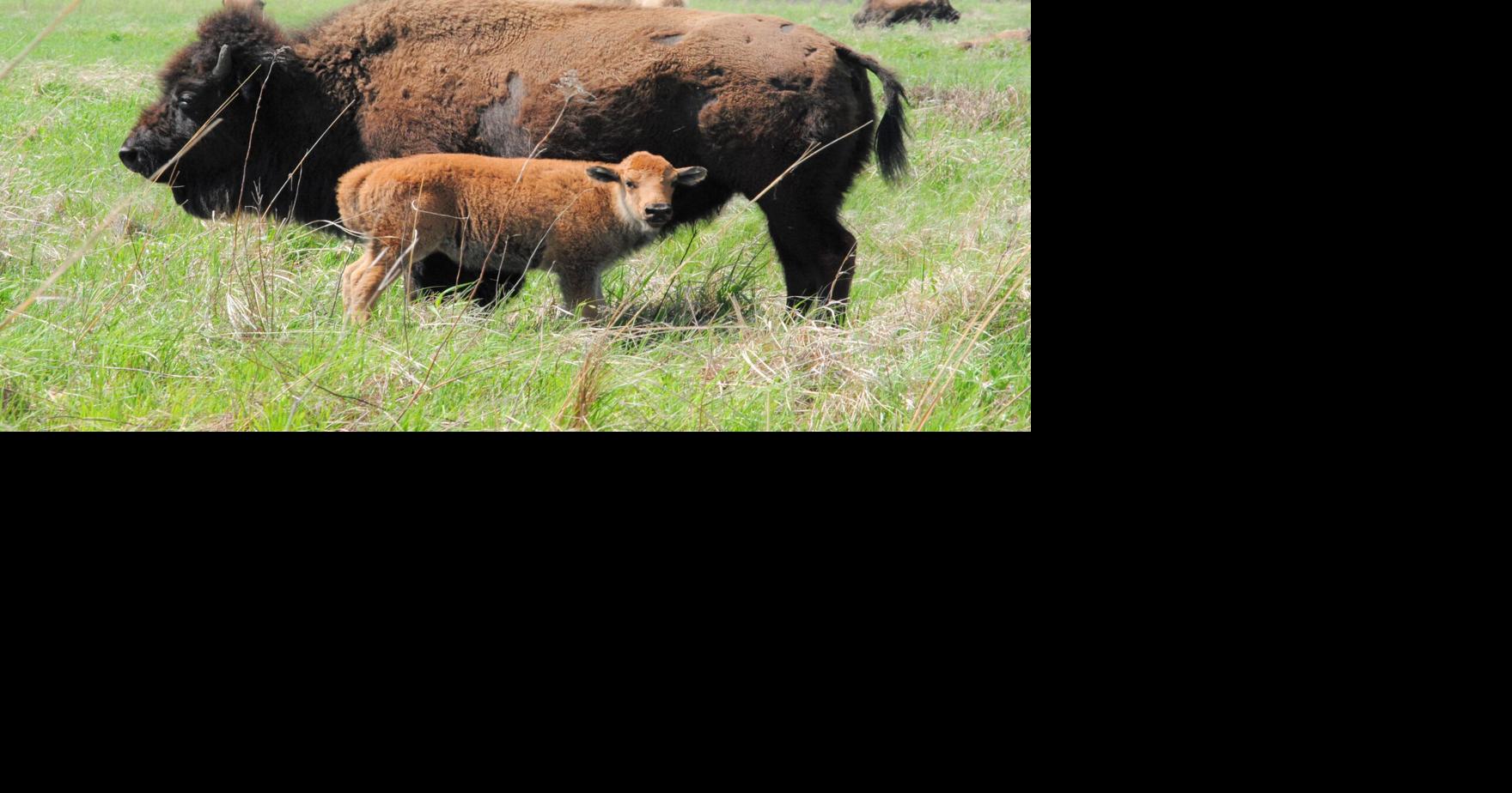 Discover Exciting Enhancements for Visitors at Kankakee Sands’ National Bison Day Celebration!