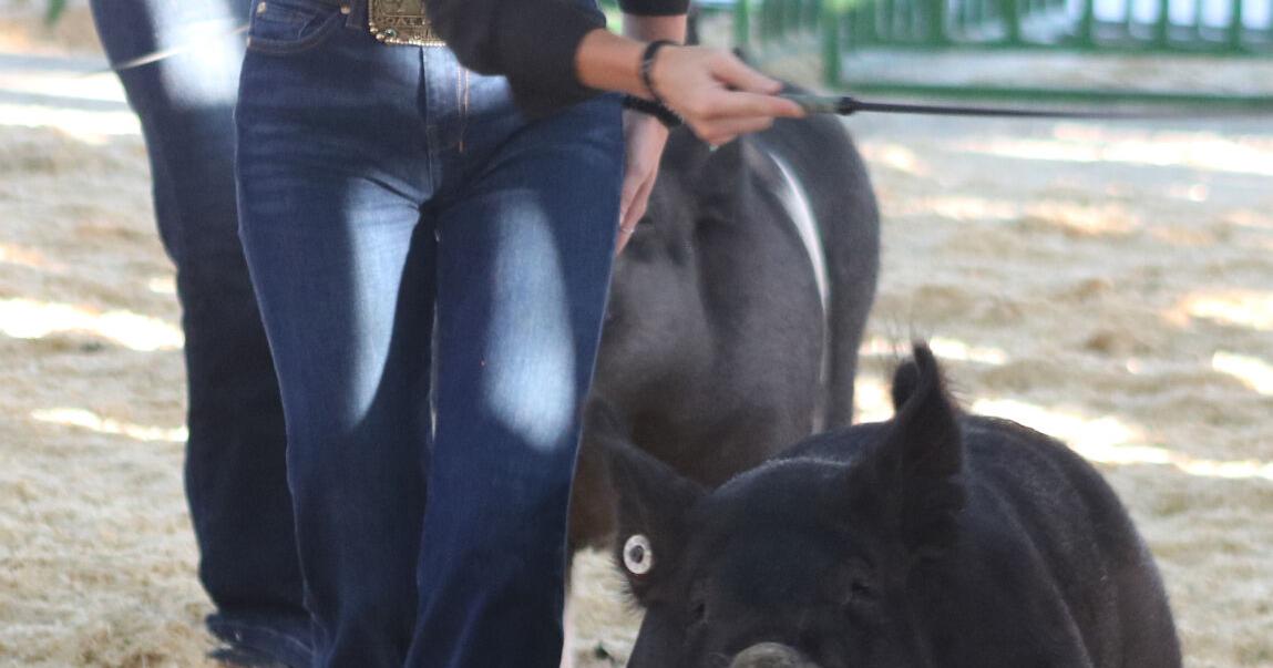 Hannon bests stiff competition to claim 2023 Supreme Showmanship title - Vimarsana News