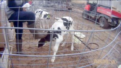 Video exposes animal abuse, drug use at Fair Oaks Farms | News | newsbug. info