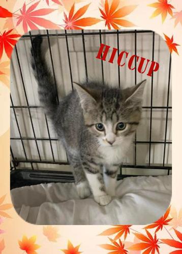 Pet Of The Week Pets Newsbug Info Pet Of The Week Pets Newsbug Info