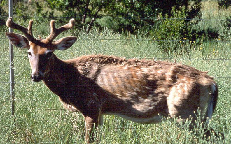 Common Whitetail Diseases