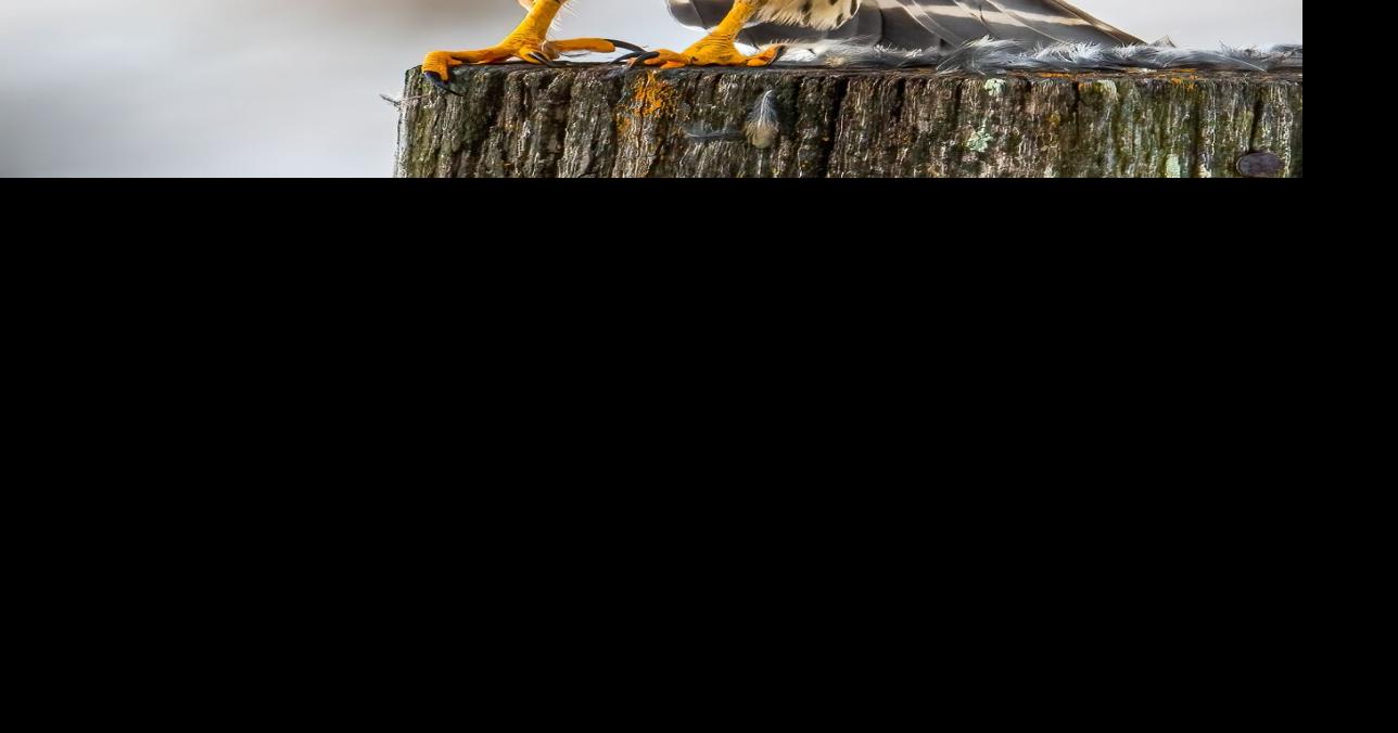 Indiana Nature Notes - The Magic is Back!