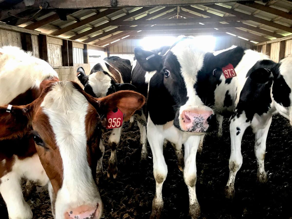 White County Says Goodbye To Its Last Dairy Farm Agriculture Newsbug Info Cutting our 60 acres of soybeans. newsbug info